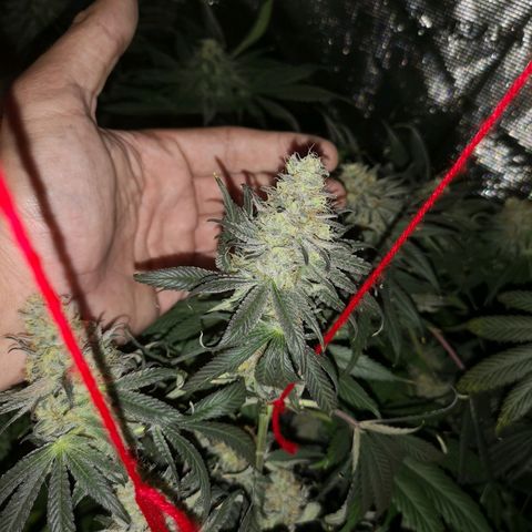 Mandarin cookies v3 growlog timeline photo