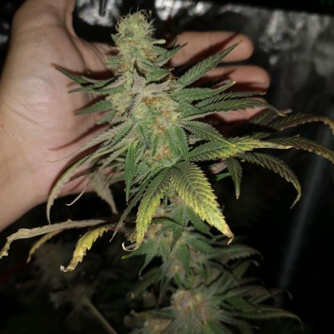 Banana daddy growlog timeline photo