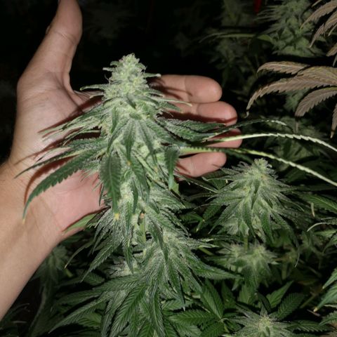 Planet of the grapes  growlog timeline photo