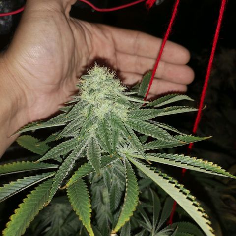 Orange cookie chem growlog timeline photo