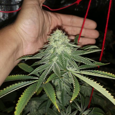 Orange cookie chem growlog timeline photo