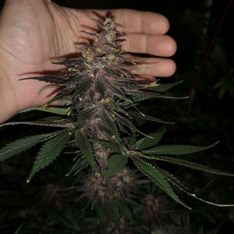 Tropicanna poison fast growlog timeline photo