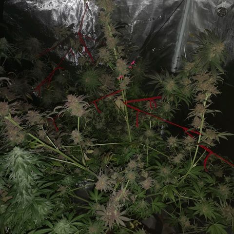 Banana daddy growlog timeline photo