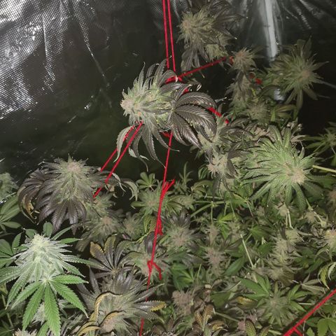 Blueberry cookies growlog timeline photo