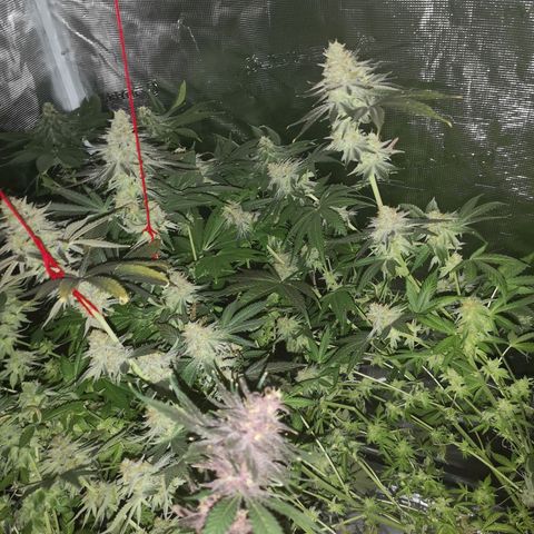Mandarin cookies v3 growlog timeline photo