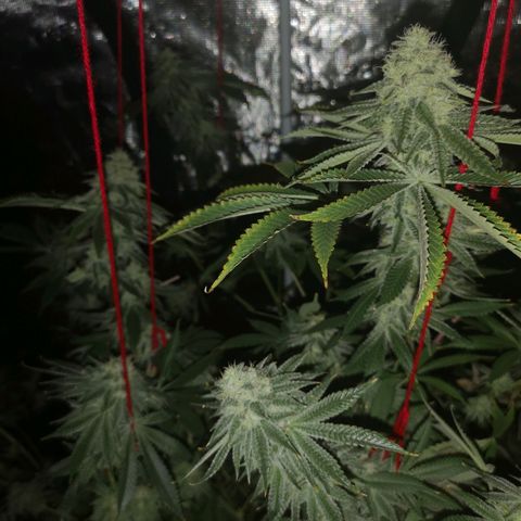 Orange cookie chem growlog timeline photo