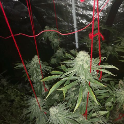 Orange cookie chem growlog timeline photo