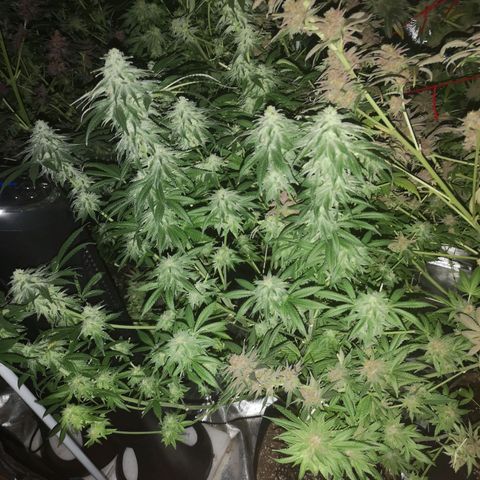 Planet of the grapes  growlog timeline photo