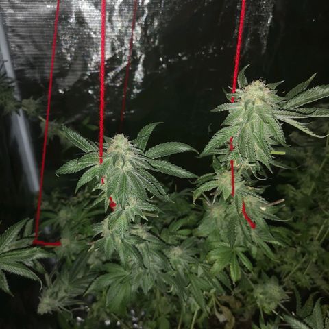 Purple punch cookies growlog timeline photo
