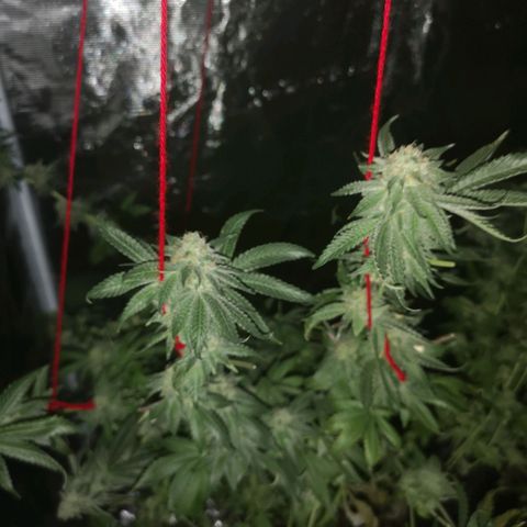Purple punch cookies growlog timeline photo
