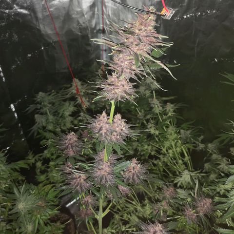 Tropicanna poison fast growlog timeline photo