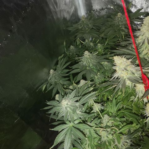 Mystic growlog timeline photo