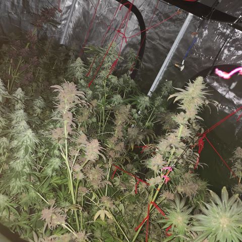 Banana daddy growlog timeline photo