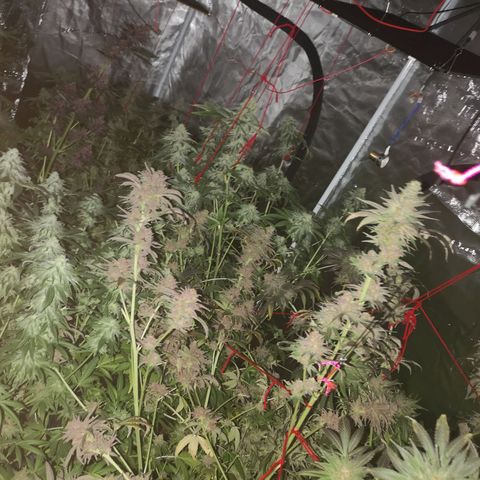 Banana daddy growlog timeline photo