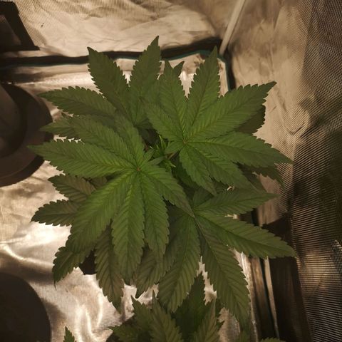 Cherry gar see ya growlog timeline photo
