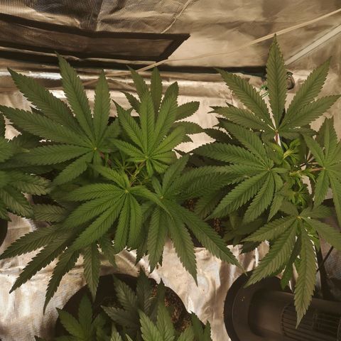 Critical pk growlog timeline photo