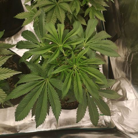 Runtz s1 growlog timeline photo