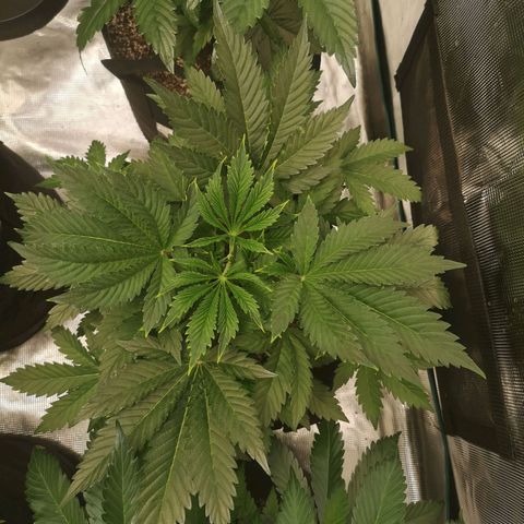 white wedding growlog timeline photo