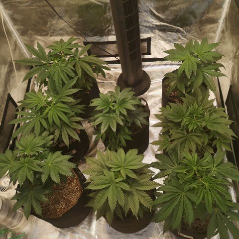 Critical pk growlog timeline photo
