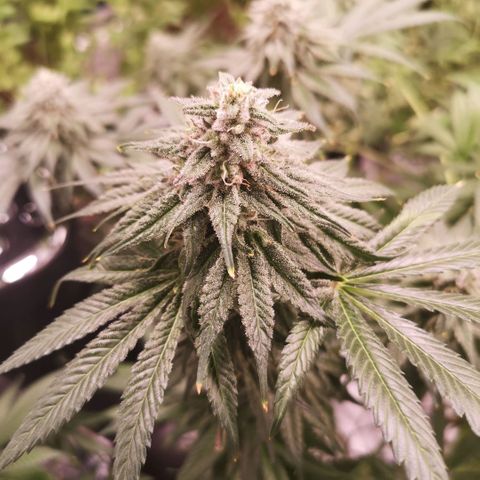 Planet of the grapes  growlog timeline photo