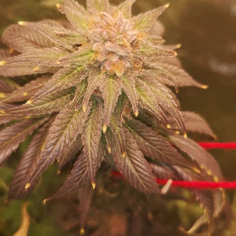 Blueberry cookies growlog timeline photo