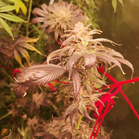 Blueberry cookies growlog timeline photo
