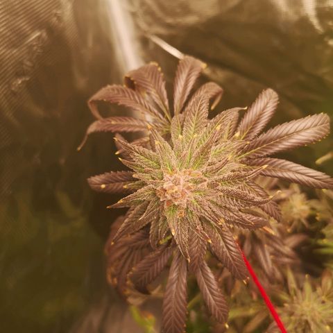 Blueberry cookies growlog timeline photo