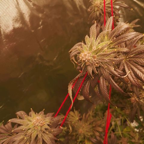 Blueberry cookies growlog timeline photo