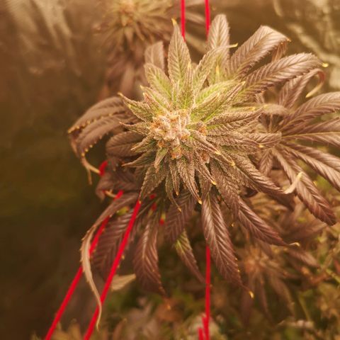 Blueberry cookies growlog timeline photo
