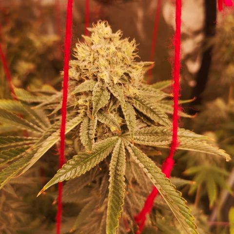 Orange cookie chem growlog timeline photo