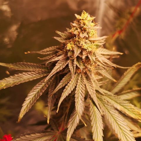 Mandarin cookies v3 growlog timeline photo