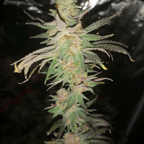 Banana daddy growlog timeline photo