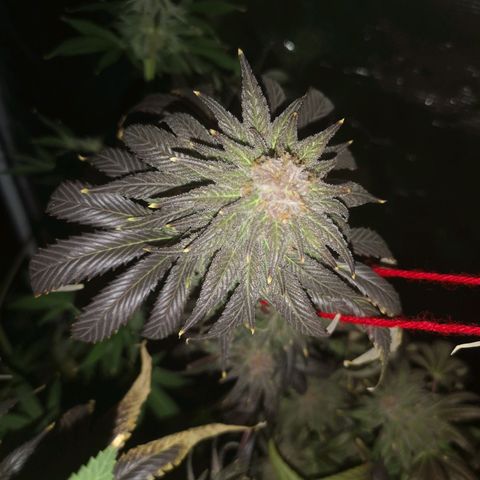 Blueberry cookies growlog timeline photo