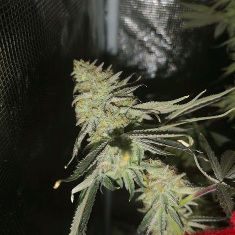Mandarin cookies v3 growlog timeline photo
