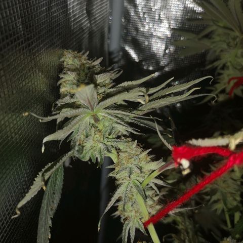 Mandarin cookies v3 growlog timeline photo