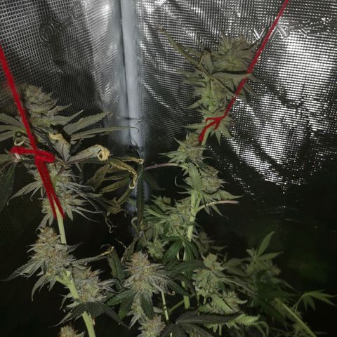 Mandarin cookies v3 growlog timeline photo