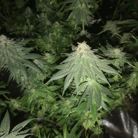 Mystic growlog timeline photo