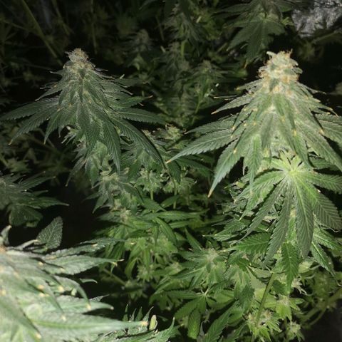Mystic growlog timeline photo