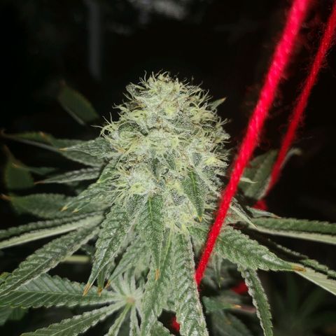 Orange cookie chem growlog timeline photo