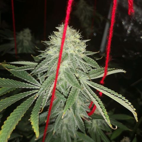 Orange cookie chem growlog timeline photo