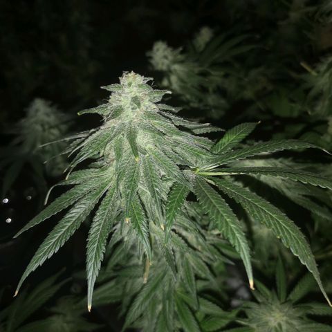 Planet of the grapes  growlog timeline photo