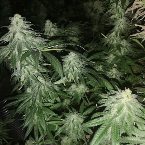 Planet of the grapes  growlog timeline photo