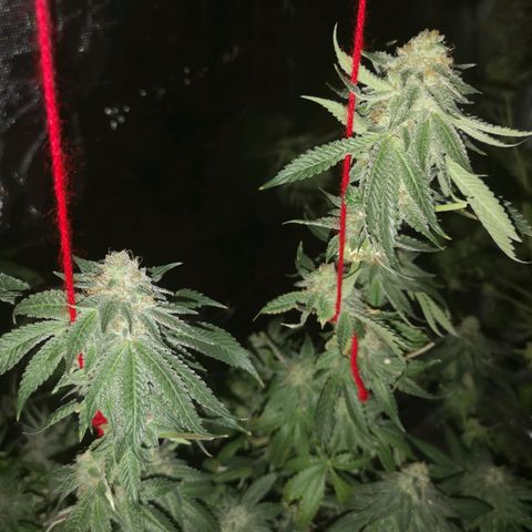 Purple punch cookies growlog timeline photo