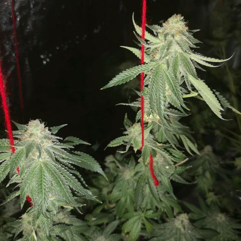 Purple punch cookies growlog timeline photo