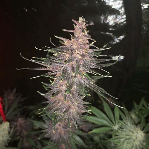 Tropicanna poison fast growlog timeline photo
