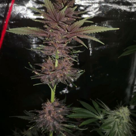 Tropicanna poison fast growlog timeline photo