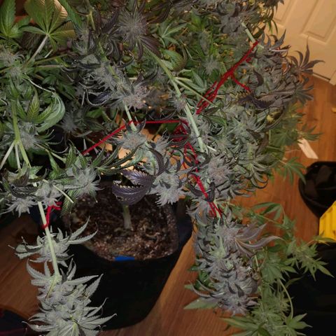 Blueberry cookies growlog timeline photo