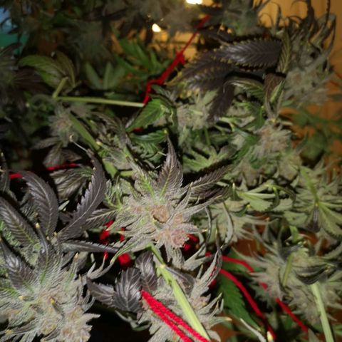 Blueberry cookies growlog timeline photo