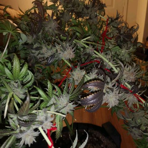Blueberry cookies growlog timeline photo
