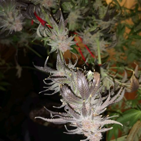 Blueberry cookies growlog timeline photo